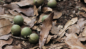 noix de macadamia bio du Kenya de haute qualité Keimling qualité crue