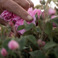 Voorvertoning: Damastroos - Rosa damascena - Oogst Voorvertoning: Damastroos - Rosa damascena - Oogst