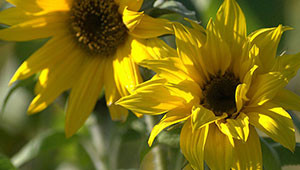 Tournesol - Helianthus annuus Tournesol - Helianthus annuus
