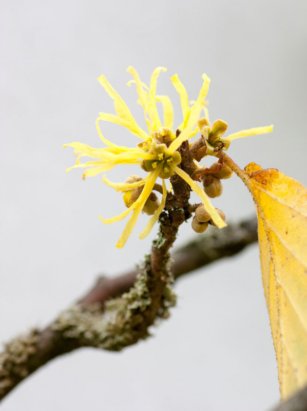 Qu'est-ce qu'une plante médicinale ?