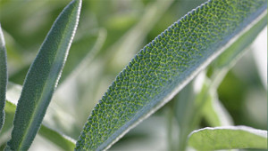 Sauge - Salvia officinalis Sauge - Salvia officinalis