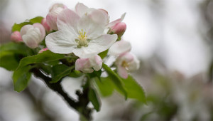 Pomme - Malus domestica Pomme - Malus domestica