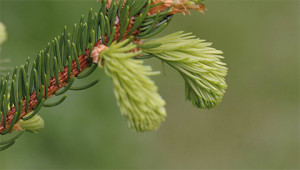 Fijnspar - Picea abies