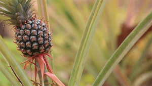 Ananas - Ananas comosus
