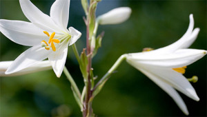 Lys de la Madone (ou lys blanc) - Lilium candidum