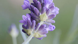 Lavendel - Lavandula angustifolia  Lavendel - Lavandula angustifolia