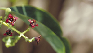 Bois de santal - Santalum album