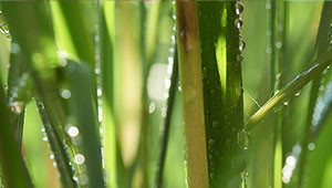 Citroengras - Cymbopogon citratus